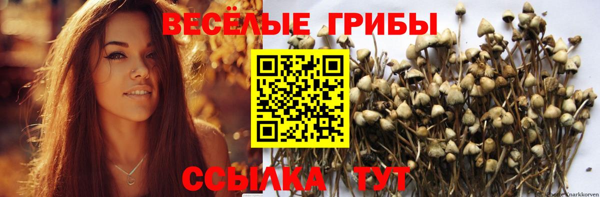 Галлюциногенные грибы Psilocybine cubensis  Вход с VPN  Сердобск 
